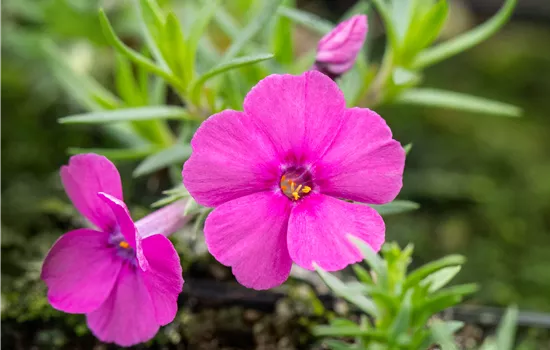 Phlox douglasii 'Red Admiral'