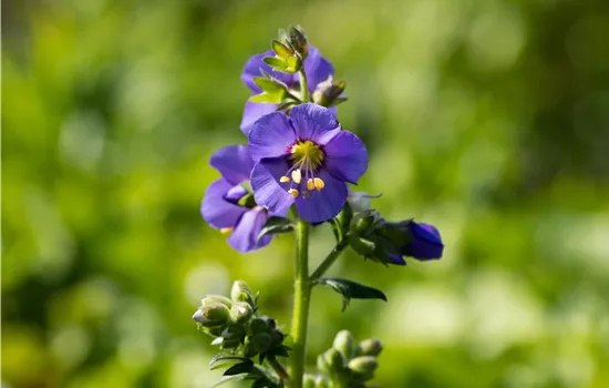 Polemonium caeruleum 'Bambino Blue'