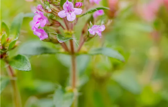 Thymus praecox 'Coccineus'