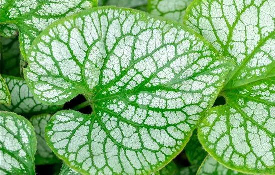 Brunnera macrophylla 'Jack Frost'