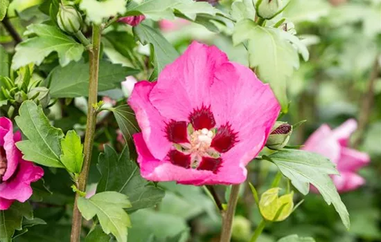Hibiscus syriacus 'Big Hibiskiss' 