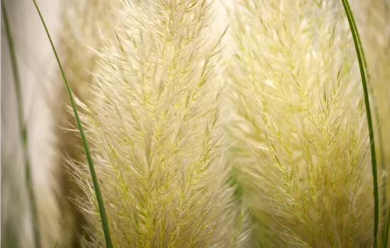Cortaderia selloana 'Senior'