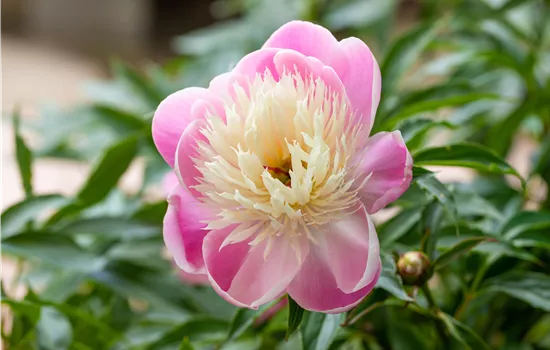 Paeonia lactiflora 'Bowl of Beauty' 