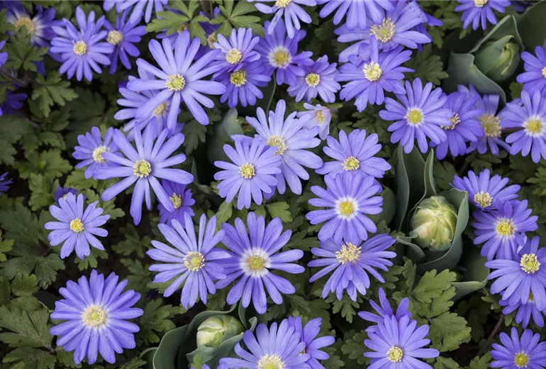 Anemone blanda Anemone blanda