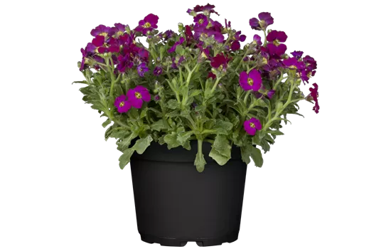 Aubrieta deltoides 'Axcent Burgundy'