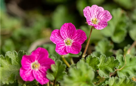 Erodium variabile 'Bishop's Form'