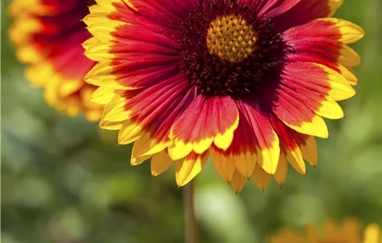 Gaillardia arisata 'Kobold'
