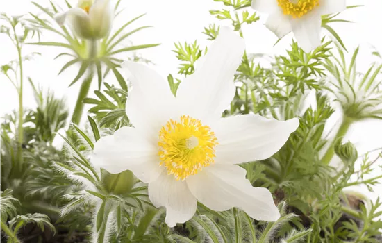 Pulsatilla vulgaris 'Pinwheel White'
