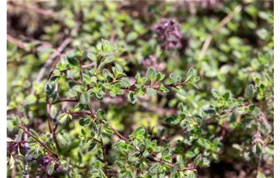 Thymus praecox var. pseudolanuginosus
