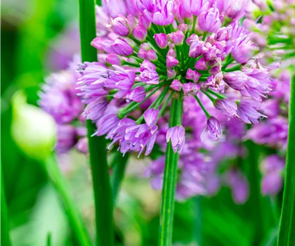 Allium Hybride 'Millenium'  Allium Hybride 'Millenium'