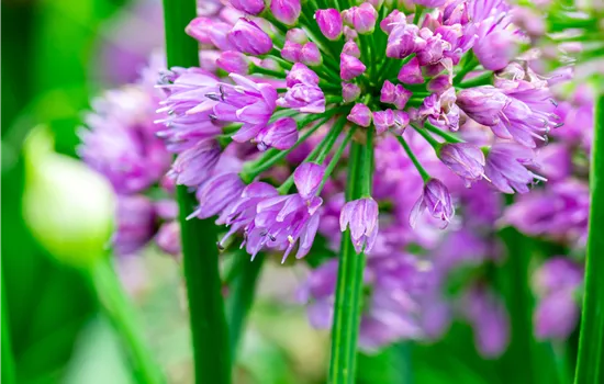 Allium Hybride 'Millenium'  Allium Hybride 'Millenium'