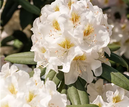 Rhododendron Hybride 'Dufthecke' (weiß) INKAHRO