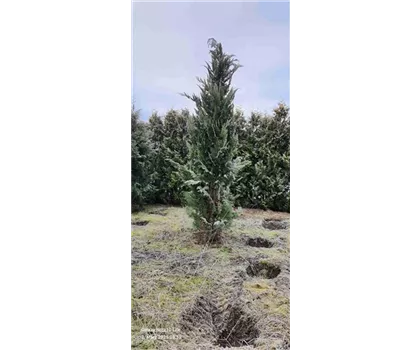 Chamaecyparis lawsoniana  Chamaecyparis lawsoniana