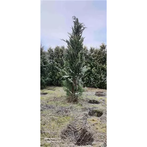 Chamaecyparis lawsoniana 