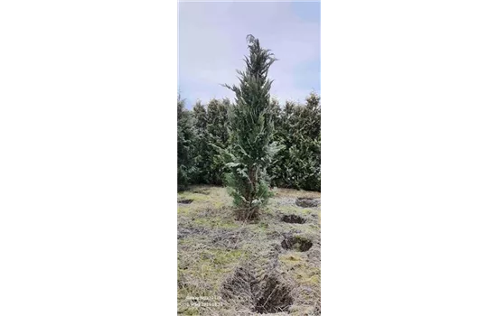 Chamaecyparis lawsoniana  Chamaecyparis lawsoniana