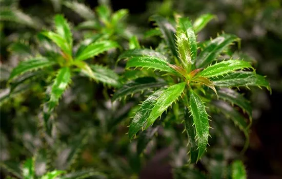 Ilex aquifolium 'Heckenzwerg' 