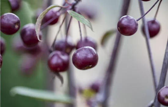 Malus 'Nicoline' Malus 'Nicoline'