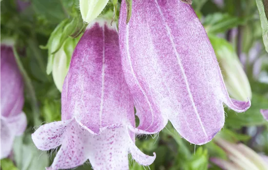 Campanula takesimana  Campanula takesimana