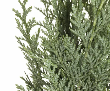 Chamaecyparis lawsoniana  Chamaecyparis lawsoniana