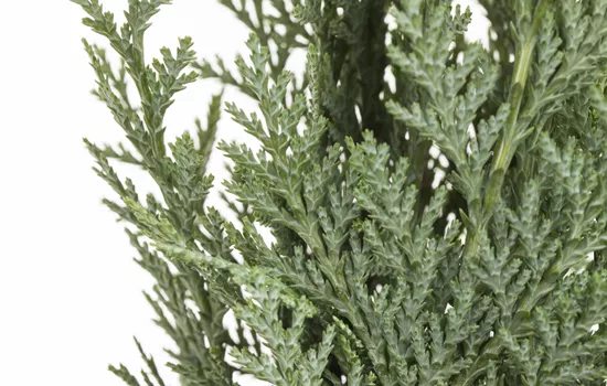 Chamaecyparis lawsoniana  Chamaecyparis lawsoniana