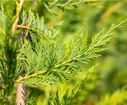 Cupressocyparis leylandii  Cupressocyparis leylandii