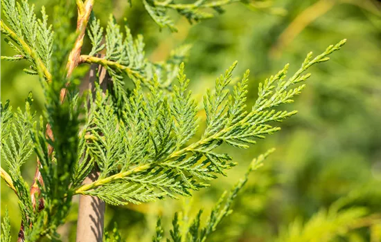 Cupressocyparis leylandii  Cupressocyparis leylandii