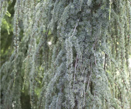 Cedrus atlantica 'Glauca Pendula'  Cedrus atlantica 'Glauca Pendula'