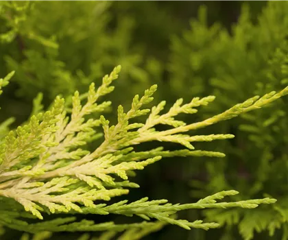 Cupressocyparis leylandii 'Gold Rider'  Cupressocyparis leylandii 'Gold Rider'