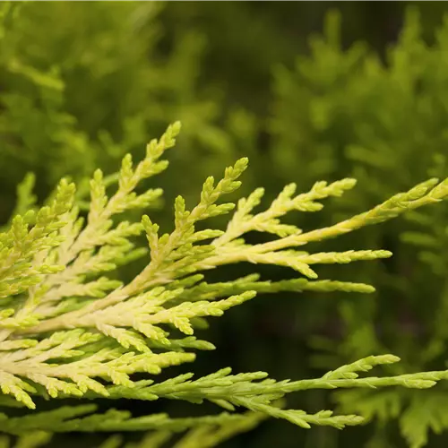 Cupressocyparis leylandii 'Gold Rider' 