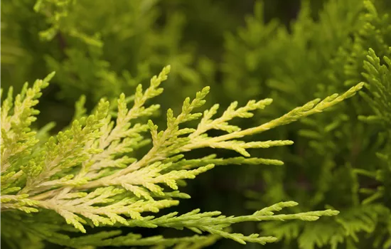 Cupressocyparis leylandii 'Gold Rider'  Cupressocyparis leylandii 'Gold Rider'