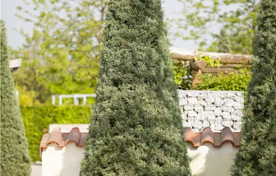 Cupressus arizonica 'Fastigiata'  Cupressus arizonica 'Fastigiata'