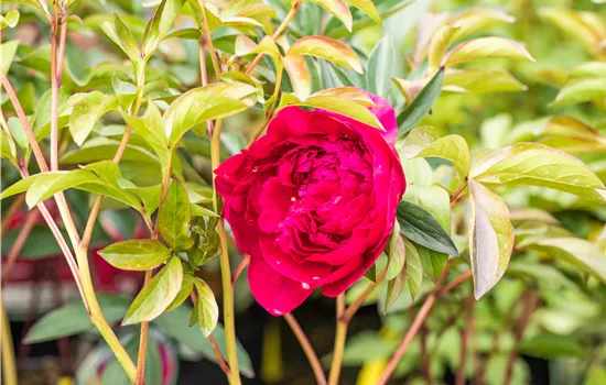 Paeonia lactiflora 'Adolphe Rousseau' 