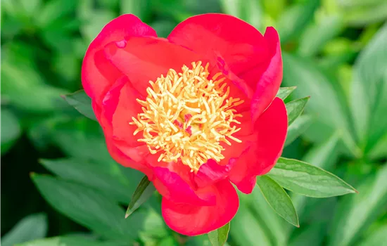 Paeonia lactiflora 'Flame' 