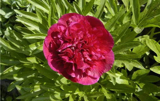Paeonia lactiflora 'Peter Brand' 