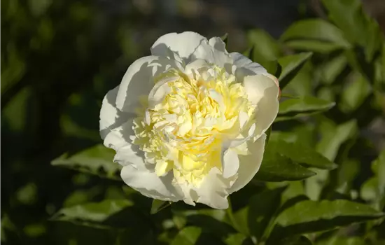 Paeonia lactiflora 'Primevere' 