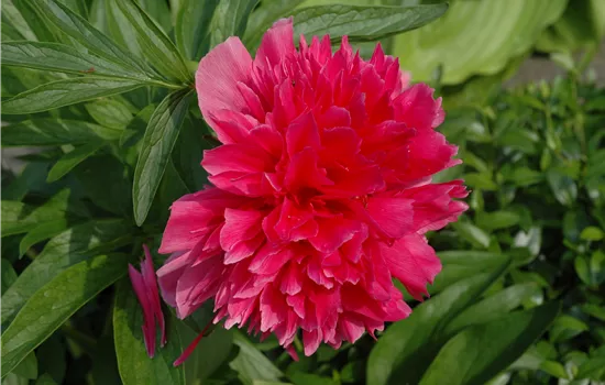 Paeonia lactiflora 'Red Charm' 