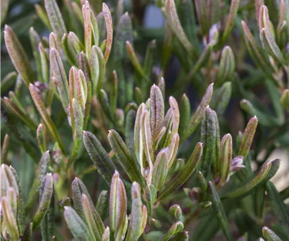 Andromeda polifolia 'Compacta'  Andromeda polifolia 'Compacta'