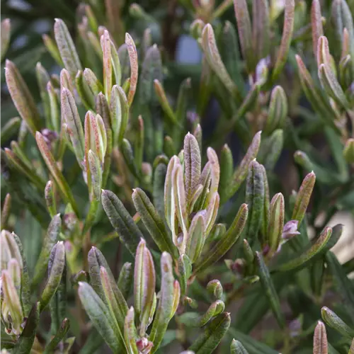 Andromeda polifolia 'Compacta' 