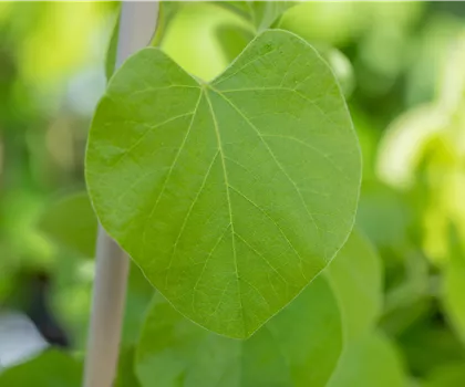 Aristolochia macrophylla  Aristolochia macrophylla
