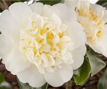 Camellia japonica 'Brushfield Yellow'  Camellia japonica 'Brushfield Yellow'