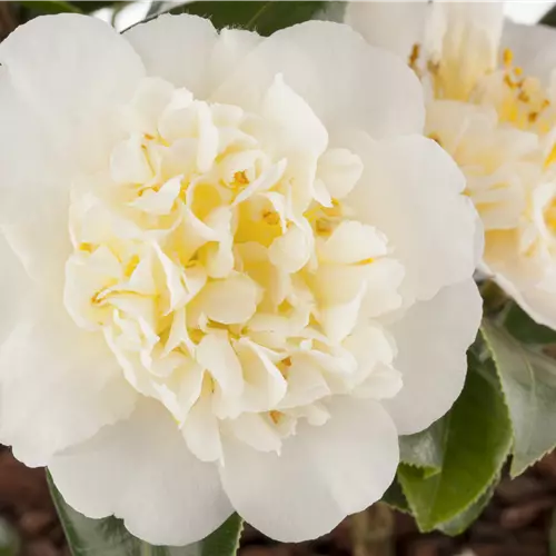 Camellia japonica 'Brushfield Yellow' 