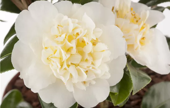 Camellia japonica 'Brushfield Yellow'  Camellia japonica 'Brushfield Yellow'