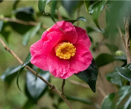 Camellia japonica 'Dr. King'  Camellia japonica 'Dr. King'