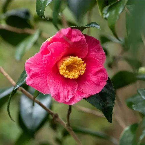 Camellia japonica 'Dr. King' 