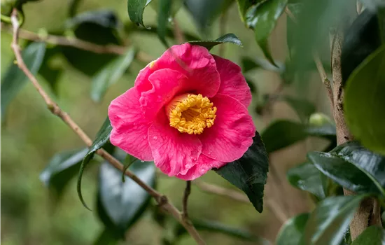 Camellia japonica 'Dr. King'  Camellia japonica 'Dr. King'