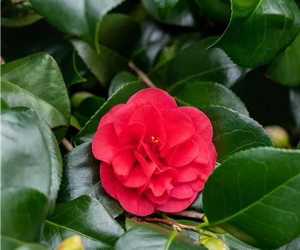 Camellia japonica 'Lady Campbell'  Camellia japonica 'Lady Campbell'