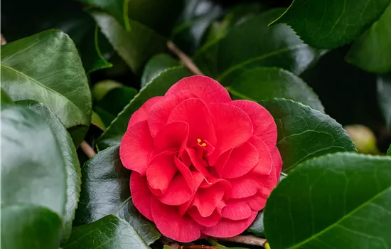 Camellia japonica 'Lady Campbell'  Camellia japonica 'Lady Campbell'