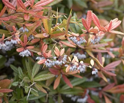 Berberis gagnepainii 'Klugowski'  Berberis gagnepainii 'Klugowski'