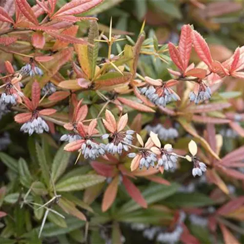 Berberis gagnepainii 'Klugowski' 