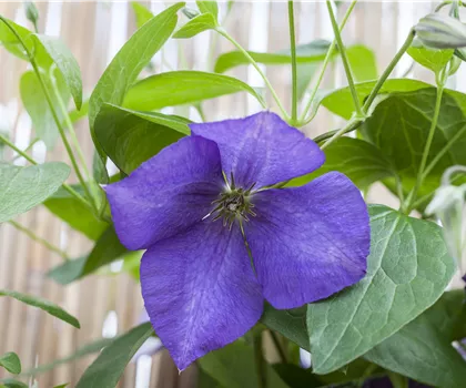 Clematis 'Jackmanii'  Clematis 'Jackmanii'